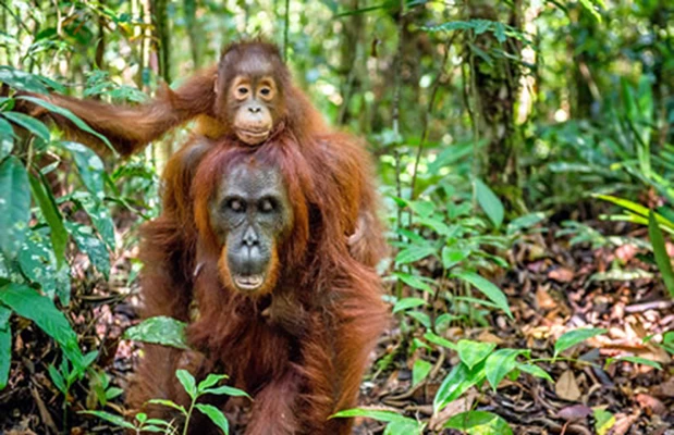 Drømmer du om en eksotisk og eventyrlig reise i paradis? Da bør du vurdere å besøke Borneo, den t...