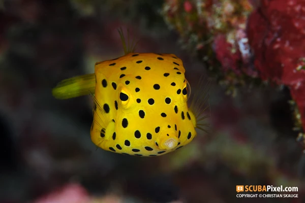 Dive the unspoilt Kerama Islands