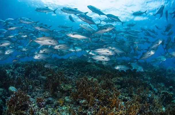 Møt veggen på Solomonøyene