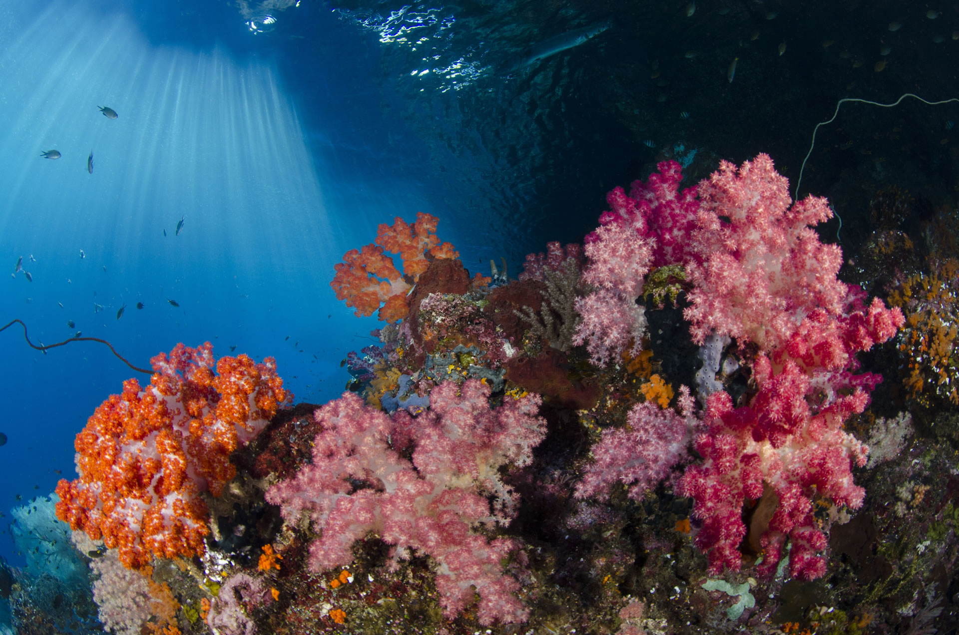 HR Colourful Soft Corals Daram Island Group Misool Raja Ampat (Indonesia)(Copyright Shutterstock 322124606) 01