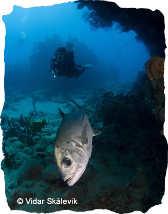 Diving in Saba
