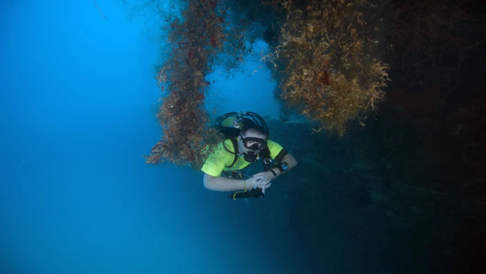Palau, hvor dykkere får sine våte drømmer oppfyllt
