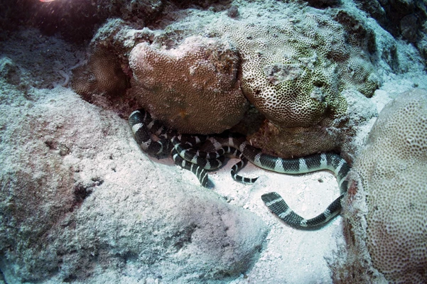 Dykk Polynesias klippe, Niue