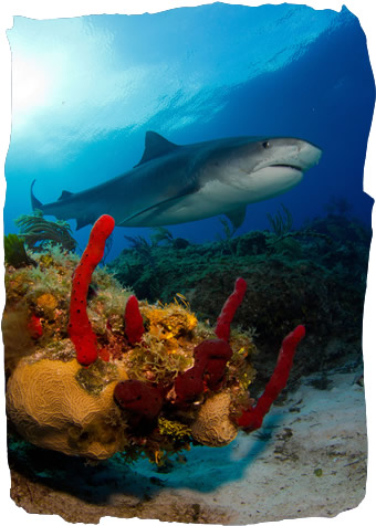 Diving the Bahamas Islands